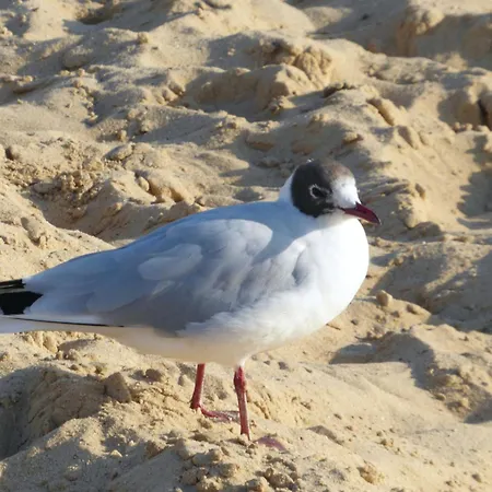 Quartier Hohe Geest 21 דירה *